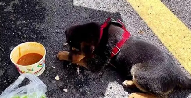 湖南黑狗咬断老人颈动脉事件:狗主人后台硬到一塌糊!该犬价值11万 湖南黑狗咬断老人颈动脉事件:狗主人后台硬到一塌糊!该犬价值11万