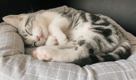 养猫家庭可以放什么鲜花 养猫家庭可以放什么鲜花