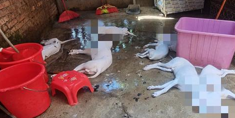 海口一民宅内传出狗的惨叫声……执法人员查处现场老板正忙杀狗 海口一民宅内传出狗的惨叫声……执法人员查处现场老板正忙杀狗