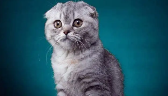 半折耳猫咪会发病吗 半折耳猫咪会发病吗