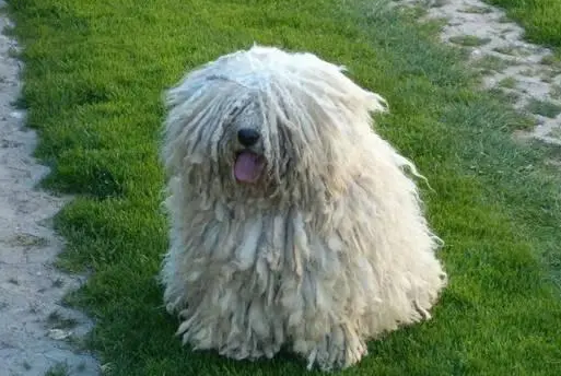 波利犬的养护常识 妊娠初期需要特别照顾