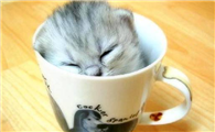 茶杯猫得了湿疹怎么办 茶杯猫得了湿疹治疗方法