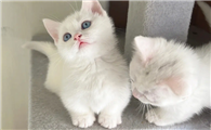 英短矮脚猫多少钱一只