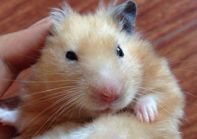 金丝熊的香腺,金丝熊香腺的作用及清理