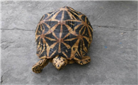 缅甸星龟和印度星龟的区别