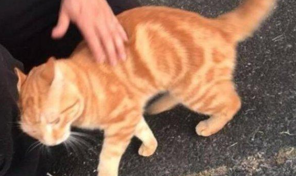 橘猫半路拦截不为吃的,走过来对我喵喵直叫,感觉被这货给碰瓷了 橘猫半路拦截不为吃的,走过来对我喵喵直叫,感觉被这货给碰瓷了