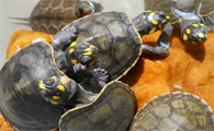 黄头龟养殖方法和注意事项
