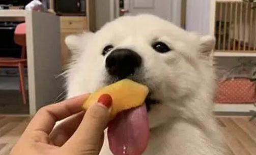 穷养萨摩耶一个月多少钱