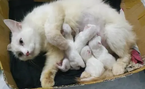 小猫快生了有什么表现 小猫快生了有什么表现