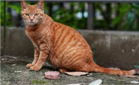 野猫总是来我家怎么办