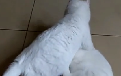 猫妈要生二胎,拖着它的大儿子去看,大喵:妈我不要面子的吗 猫妈要生二胎,拖着它的大儿子去看,大喵:妈我不要面子的吗