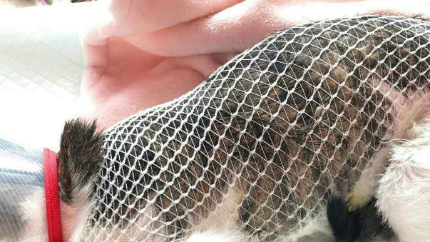 刚绝育的奶牛猫,医生怎么叫都叫不醒!喵:让我睡,不想面对现实 刚绝育的奶牛猫,医生怎么叫都叫不醒!喵:让我睡,不想面对现实