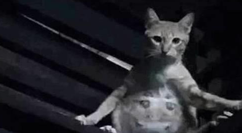 铲屎官埋头到处找猫,抬头时却发现猫咪一直在暗中观察着自己 铲屎官埋头到处找猫,抬头时却发现猫咪一直在暗中观察着自己