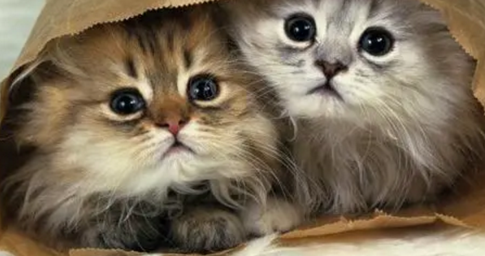 小猫怎么分辨