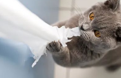 猫咪喜欢撕纸巾玩,是纸的错?还是喵的锅? 猫咪喜欢撕纸巾玩,是纸的错?还是喵的锅?