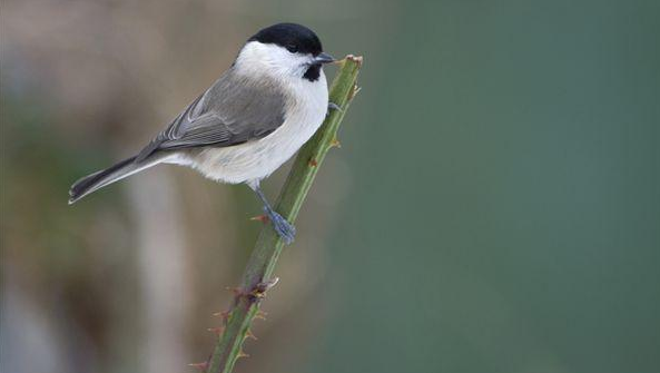 沼泽山雀能养活吗 沼泽山雀能养活吗