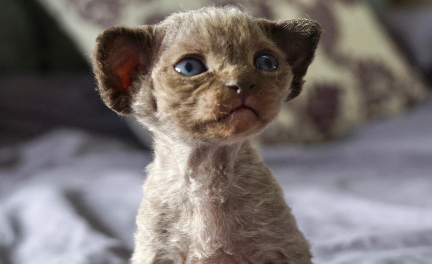 德文卷毛猫真的不掉毛吗 德文卷毛猫真的不掉毛吗