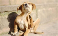养狗总担心自己感染寄生虫