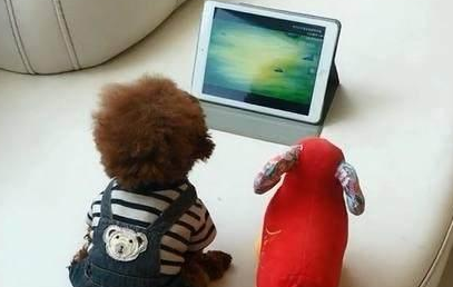 泰迪成了动画迷，看动画片连饭都不吃了，网友：这种汪成精了