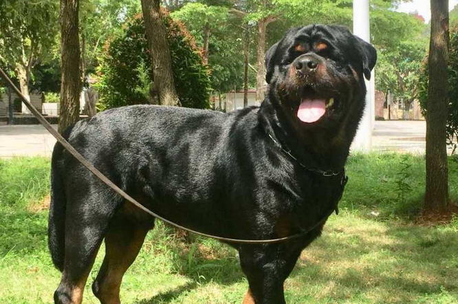 罗威纳犬怎么喂养，饲喂一定要定量