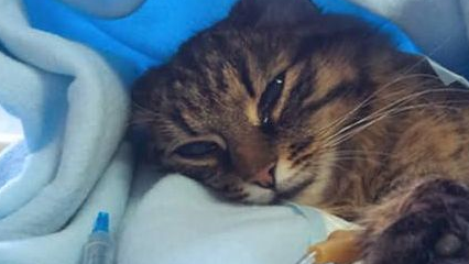 女子将猫咪寄养在宠物店，三天后，老板：赶紧接走你家猫
