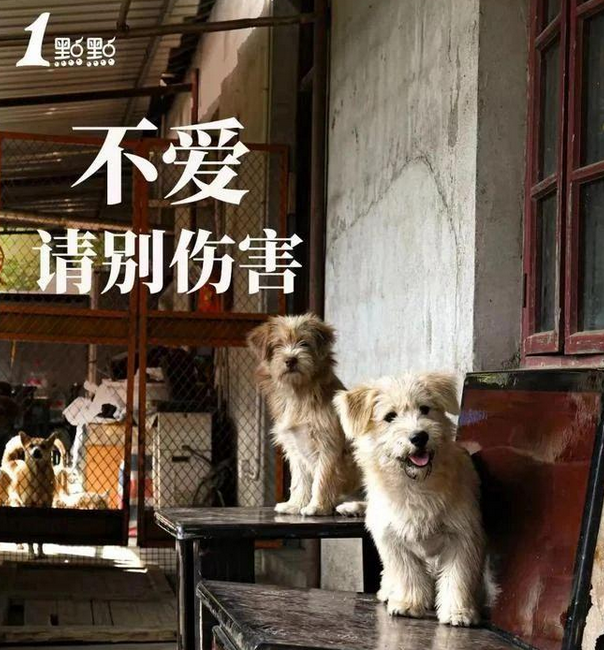 拿捏爱宠心理,“毛孩子”成品牌营销最大赢家? 拿捏爱宠心理,“毛孩子”成品牌营销最大赢家?