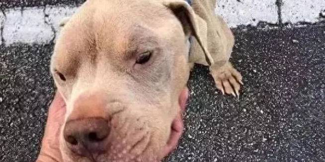 比特犬被困铁笼9天,瘦到只有21斤,医生:幸好早一天送来 比特犬被困铁笼9天,瘦到只有21斤,医生:幸好早一天送来