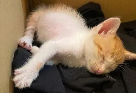 发现家中多了只流浪小奶猫,还是心心念念的橘猫,缘分来了啊! 发现家中多了只流浪小奶猫,还是心心念念的橘猫,缘分来了啊!