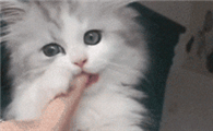 小猫舔我的手是为啥