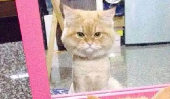 猫咪剃毛后心情很不好的端坐，小伙伴看到后一脸“惊恐”