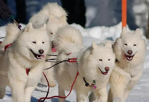 萨摩耶拉雪橇视频