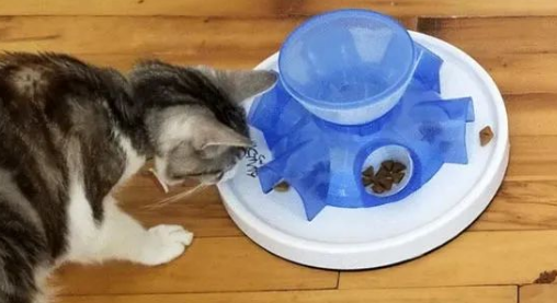 重磅发现！猫咪喜欢不劳而获？