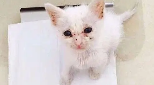 怎么判断猫咪的年龄