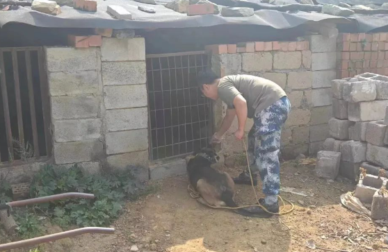 闪电追踪！平邑警方：大警犬丰山发威，找回迷失小香猪