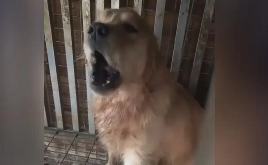 江苏回应“狗场犬只声带被割” 江苏回应“狗场犬只声带被割”