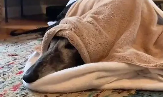 阿富汗猎犬洗澡 注意保护眼睛和耳朵防止进水