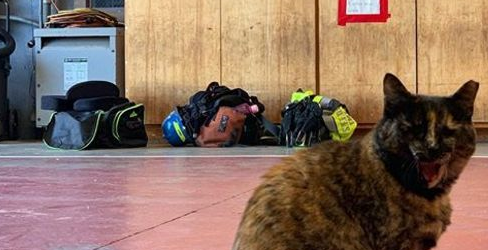流浪小猫和消防员相亲相爱四年后，最近被一封匿名信打破了幸福