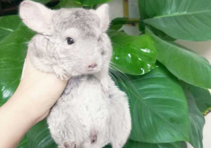 龙猫打架怎么办 让龙猫不打架的两个小方法 龙猫打架怎么办 让龙猫不打架的两个小方法