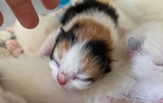 小猫多大不喝奶了 小猫多大不喝奶了