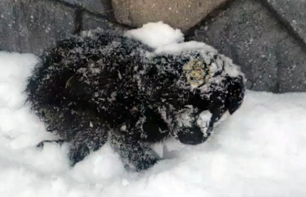 流浪狗蜷缩着睡觉，一觉醒来被雪盖住！冷的直打抖