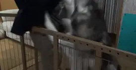 网友养了4只哈士奇都很热情,主人的头发就是这样被舔秃的吧 网友养了4只哈士奇都很热情,主人的头发就是这样被舔秃的吧