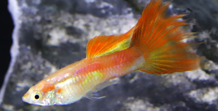 鱼养久了会认主人吗?——探讨人与动物的情感纽带 鱼养久了会认主人吗?——探讨人与动物的情感纽带