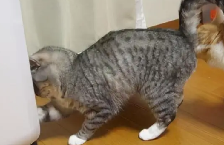 怎么看小猫的公母