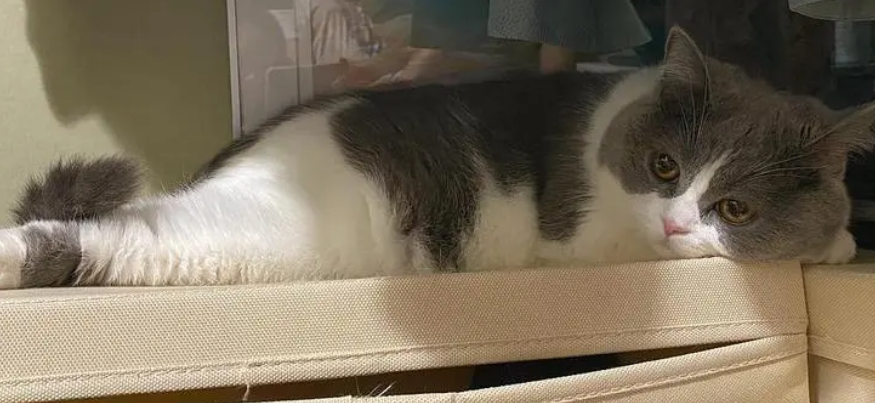 小猫前腿向内弯曲趴着 小猫前腿向内弯曲趴着