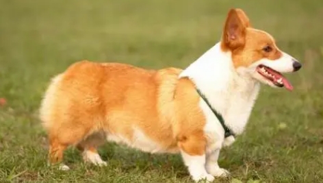 柯基犬好养吗