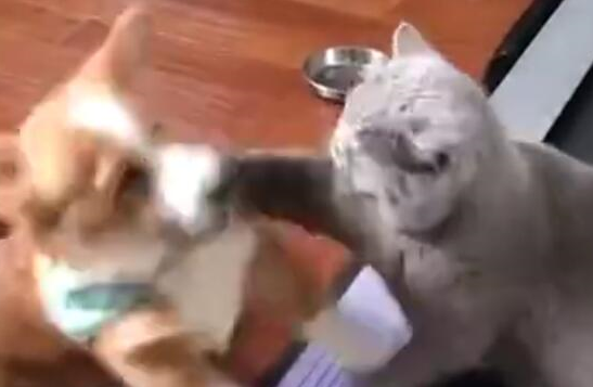 猫咪和小柯基打架，成功上演搞笑剧！胖子打架都这么作 
