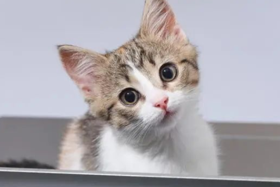 猫咪养不熟?五大禁忌你做对了吗? 猫咪养不熟?五大禁忌你做对了吗?