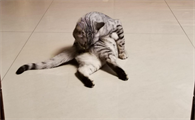 养猫房子里一股怪味