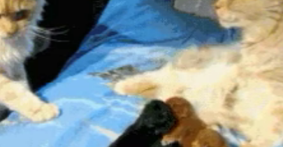 两只橘猫生了一窝,橘爸:老婆,我瞅着这颜色不大对啊?橘妈:滚 两只橘猫生了一窝,橘爸:老婆,我瞅着这颜色不大对啊?橘妈:滚