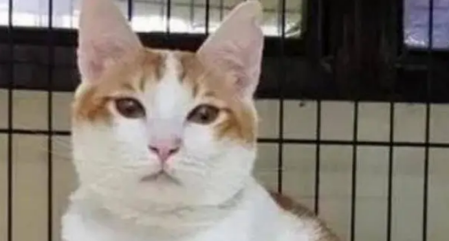 流浪猫因为好奇心掉入泥潭,幸好遇见好心人,最后模样转变惊人 流浪猫因为好奇心掉入泥潭,幸好遇见好心人,最后模样转变惊人